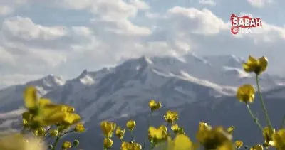 Sarı çiçeklerle renklenen Yüksekova’da mest eden görüntü | Video