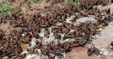 Şanlıurfa’da çekirge istilası