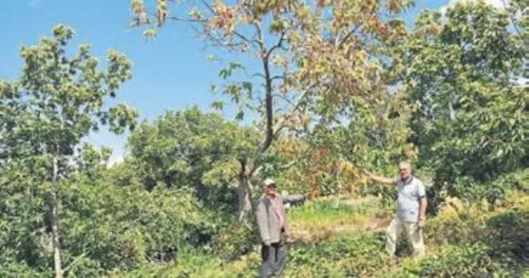 Buldan’da kestane ağaçları kuruyor