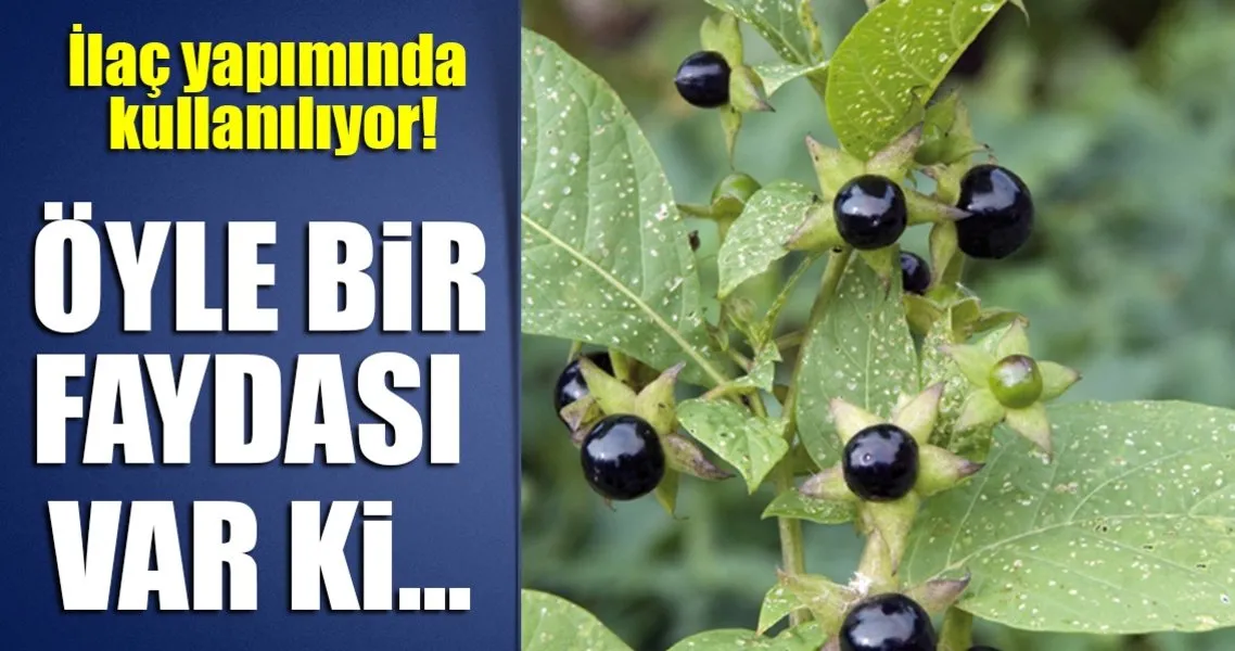 guzel avrat otunun faydalari nelerdir