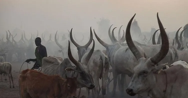 Sığır hırsızları hayvancılık yapan kabileye saldırdı: 40 ölü