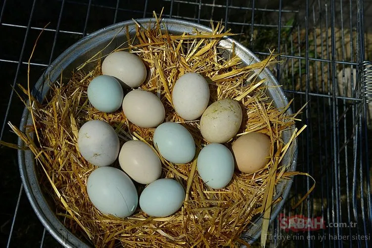 Yumurta kabuğunu çöpe atmak yerine yemeye ne dersiniz?