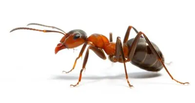 Bolu Orman Bölge Müdürlüğü “Kırmızı karıncalar” için seferber oldu