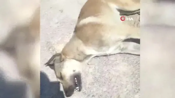 Ankara'da boş arazide telef olmuş 6 köpek bulundu