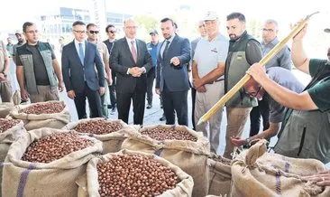 Giresun’da ilk fındığa 135.96 lira #giresun