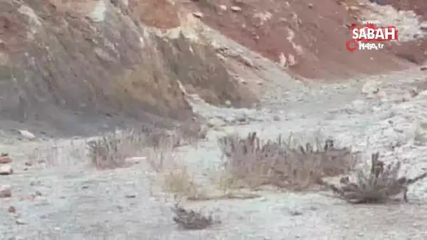 Elazığ'da dağ keçileri sürü halinde görüntülendi | Video