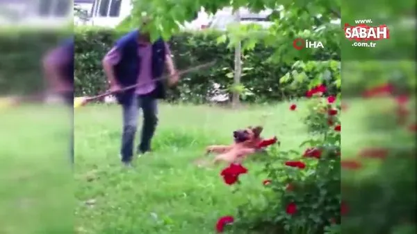 İstanbul Pendik’de temizlik görevlisi ile sokak köpeğinin iç ısıtan görüntüleri kamerada