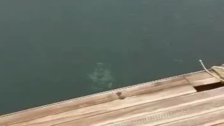 Bodrum Gündoğan sahilinde Ege’de nadir görülen beyaz fok balığı görüntülendi | Video