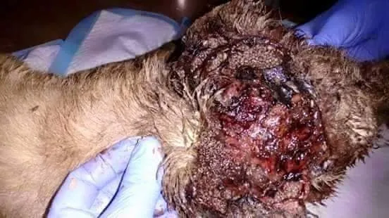 Kafası parçalanmış köpeği iyileştiren adam rekor kırıyor