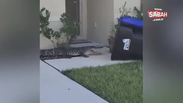 ABD'de şoke eden görüntüler! Evin bahçesine giren dev timsahı çöp bidonuyla yakaladı | Video