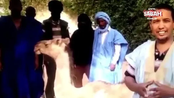 Moritanya müslümanları, Ayasofya için deve kurban ettiler | Video