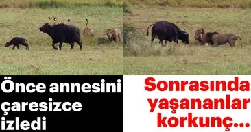 Aslanın vahşi doğada avı böyle görüntülendi