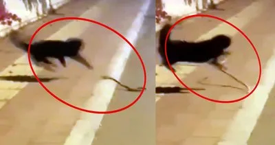 Antalya’da sokak kedisinin yılanla ölümcül kavgası kamerada | Video