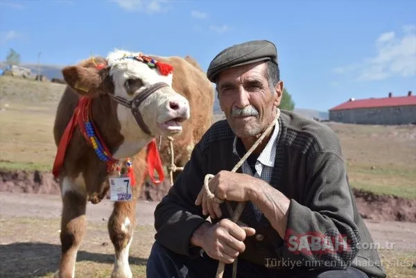 Kars'ta buzağı güzellik yarışması