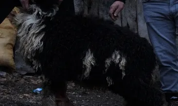 Kuzunun üzerindeki ay-yıldızlı figürü görenleri şaşırtıyor