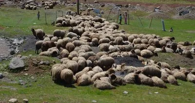 Muş'ta besiciler, ilkbaharın gelişiyle yeşeren meralarda küçükbaş hayvanlarını otlatmaya başladı #mus