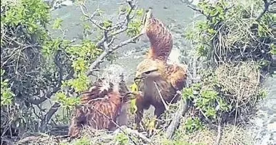 Kızıl Şahinlerin doğal hayatı görüntülendi