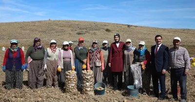 Afyonkarahisar Valisi patates hasadına katıldı #afyonkarahisar