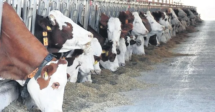 Et fiyatlarını düşürecek hamle