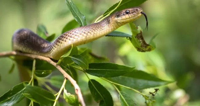 Yılan Düz Duvara Tırmanabilir Mi? Yılanlar Apartmana Çıkabilir Mi, Duvarlara Tırmanır Mı?