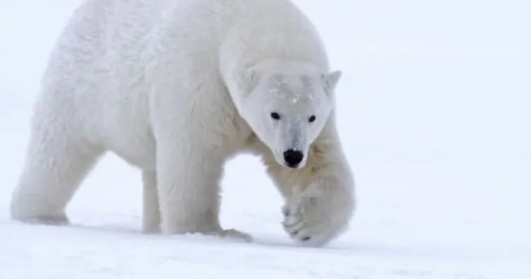 Hadi İpucu sorusu cevabı: -45 derece soğukta bile dayanıklı oldukları bilinen kutup ayılarının nerede yaşadıklarını biliyor musunuz?