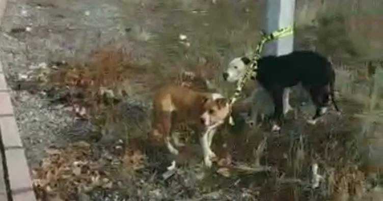 Kayseri’de pitbull cinsi köpekler sokağa terk edildi