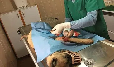 Ayağı kırılan köpek tedavi edildi