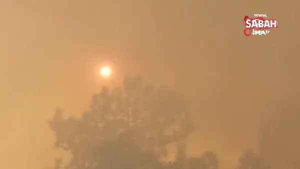 Meksika’daki orman yangınında 4 kişi hayatını kaybetti | Video