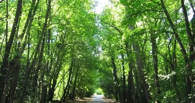 Marmaris Milli Parkı Nerede, Nasıl Gidilir? Marmaris Milli Parkı Yol Tarifi ve Giriş Ücreti