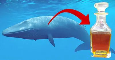 Akılalmaz koku! Balina kusmuğundan yapılıyor... Kilosu 16 bin lira...