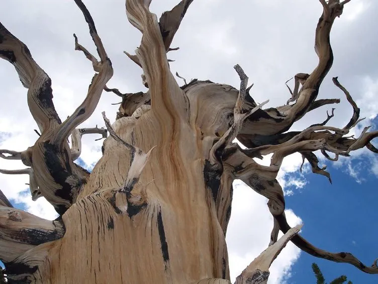 İşte dünyanın en yaşlı ağacı