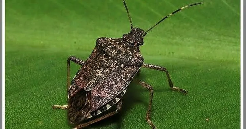 Karadeniz De Kahverengi Kokarca Bocegi Tehlikesi Son Dakika Haberler