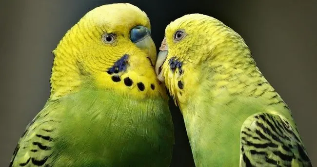 muhabbet kusu cinsleri ve renkleri