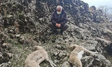 Tunceli’de, koruma altındaki dağ keçilerinin ölümünde ’koyun sürüsü’ iddiası