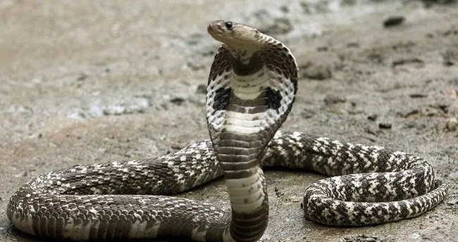 ruyada yilan gormek yilan isirmasi ve yilan oldurmek nasil yorumlanir ruyada yilan gormek tabiri ne anlama gelir ruya tabirleri haberleri