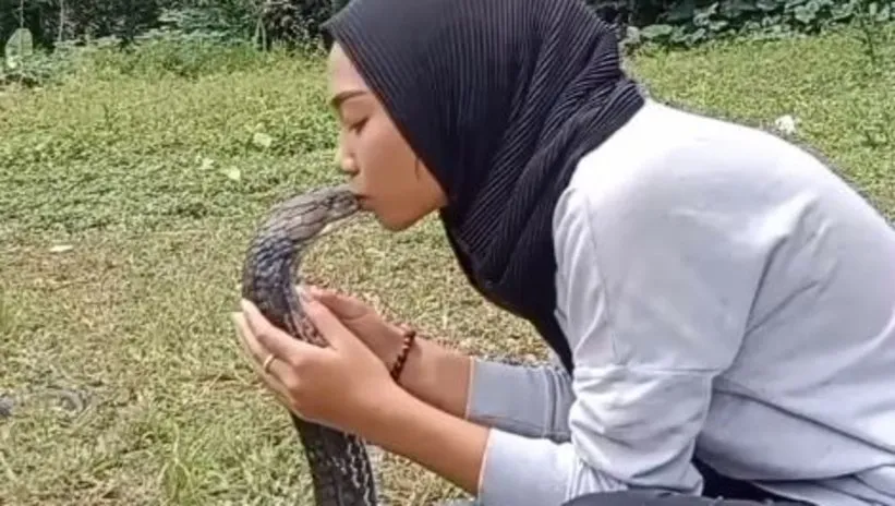 Sosyal medyayı sallayan görüntü: Kobra yılanını öpücüklere boğdu! Görenler gözlerine inanamadı