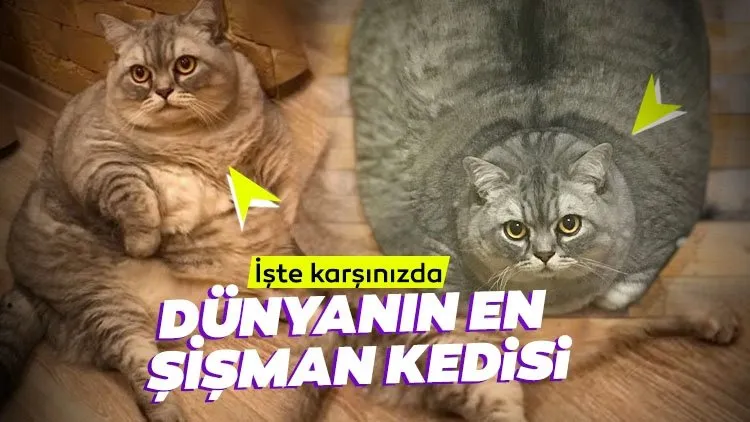 seks manyakları zoey holloway