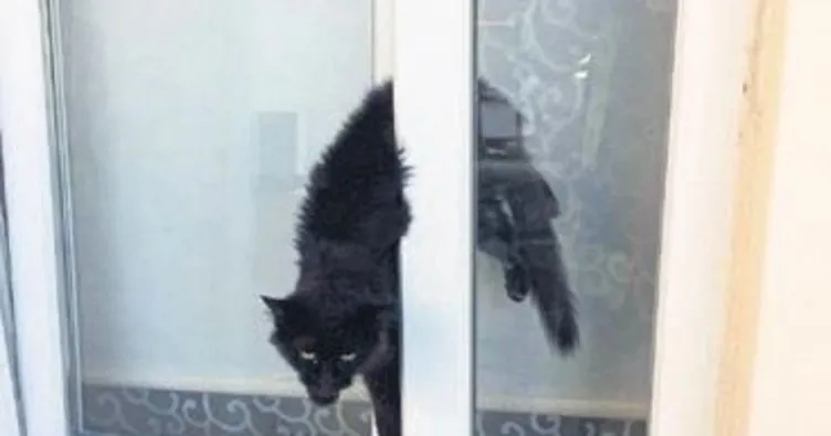 Pencereye sıkışan kedi kurtarıldı