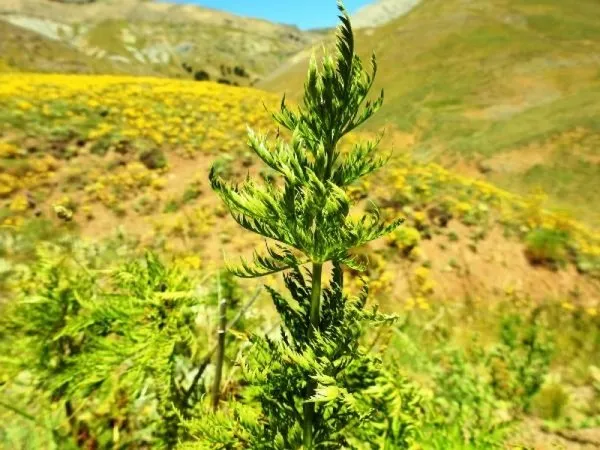 Giresun'da 'kandamlası' bitkisi 150 yıl sonra yeniden görüldü