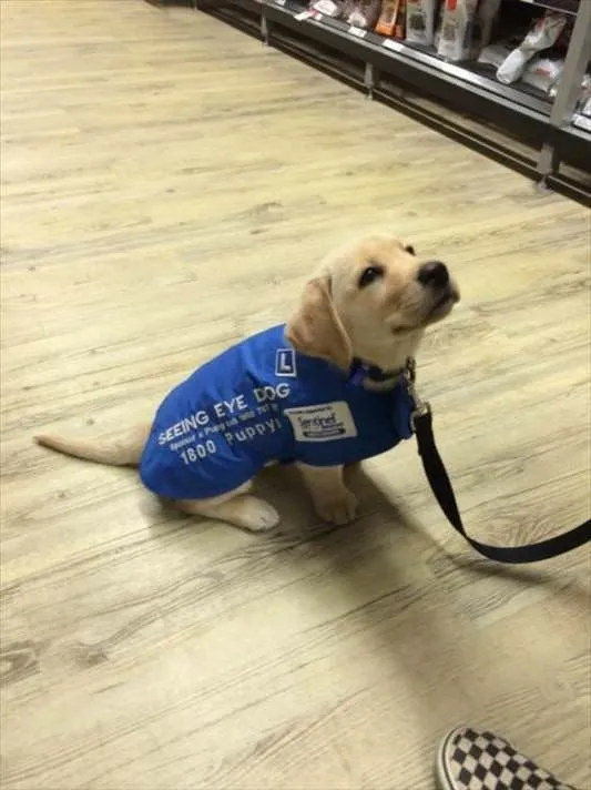 köpekler kaç tl
