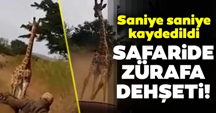 Turistlere kızgın zürafa şoku! Araçlarına saldırdı