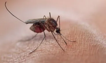 Sivrisinekleri sıtmadan koruyan mikrop keşfedildi