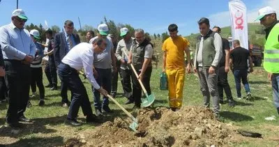 Merzifon’a 3 bin kuşburnu fidanı dikildi