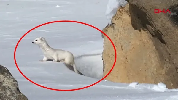 Kars'ta çok nadir yeraltından çıkan beyaz gelincik böyle görüntülendi | Video