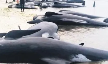 Yeni Zelanda’da karaya vuran 477 balina öldü