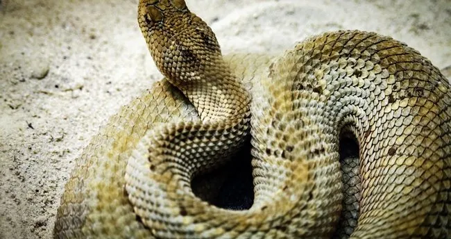 dunyanin en buyuk yilani kac metre