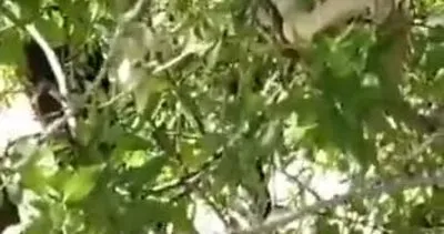 Türkiye’nin en zehirlisi, ağaç tepesinde görüntülendi | Video