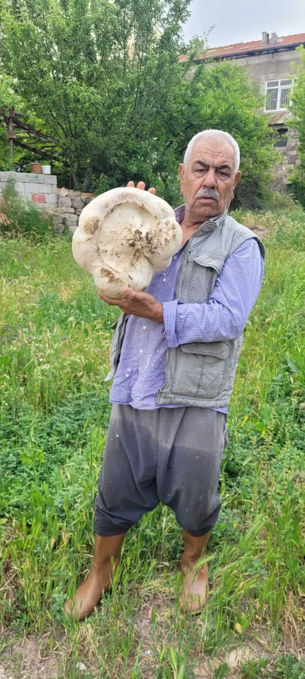 kayseride-dev-mantar-saskinligi-3-kilo-400-gramlik-mantar-bulundu-1782471100370.jpg