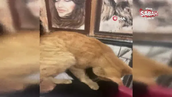 Ressam kadının sokaktan sahiplendiği kedi ‘masör’ çıktı | Video