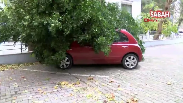 Kadıköy'de lodosun etkisiyle otomobilin üstüne ağaç devrildi | Video